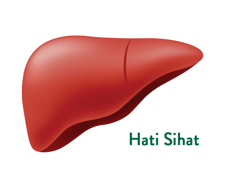 Healthy Liver