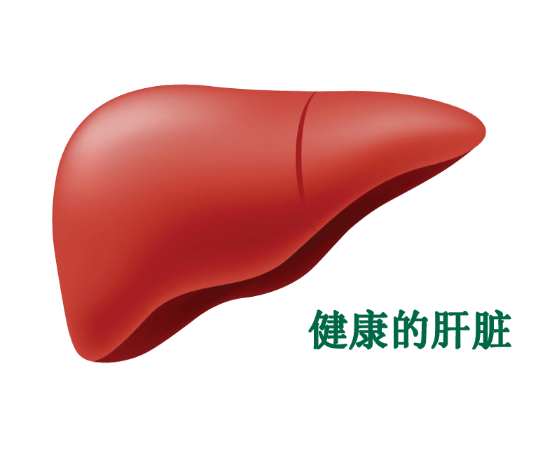 Healthy Liver