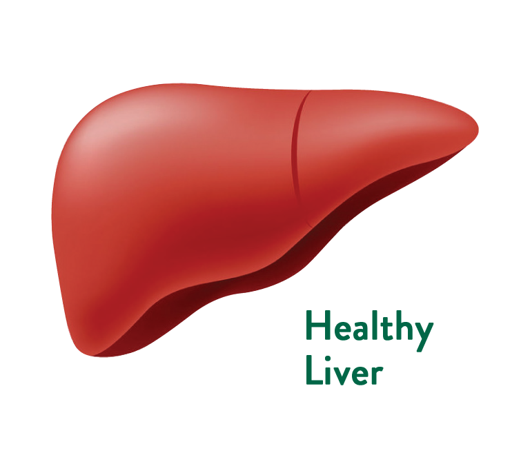 Healthy Liver